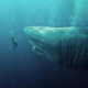 Imagen para el artículo titulado Olvida todo lo que te han dicho sobre el temible Megalodon